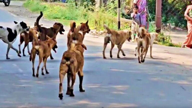 छिंदवाड़ा में खूंखार हुए कुत्ते, बच्चों को बचाने स्कूल शिक्षा विभाग की तरकीब