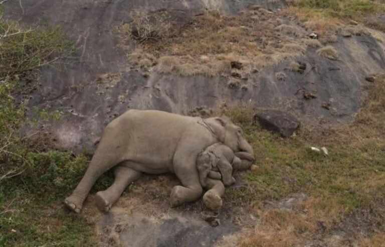 लावारिस मिला नवजात शिशु हाथी ट्रीटमेंट के बाद हुआ खड़ा, वजन भी बढ़ा, अब झुंड से मिलाने की तैयारी