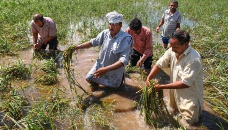 कश्मीर के मौसम में बड़ा उलटफेर………………….किसान परेशान